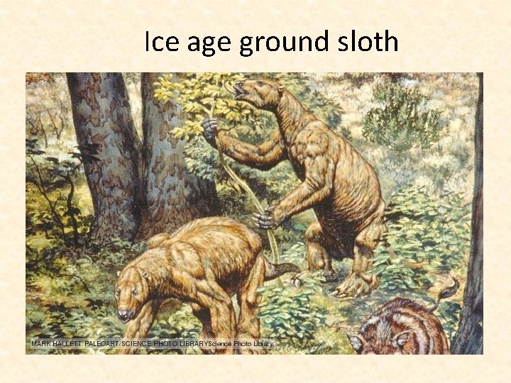  Ice age ground sloth 