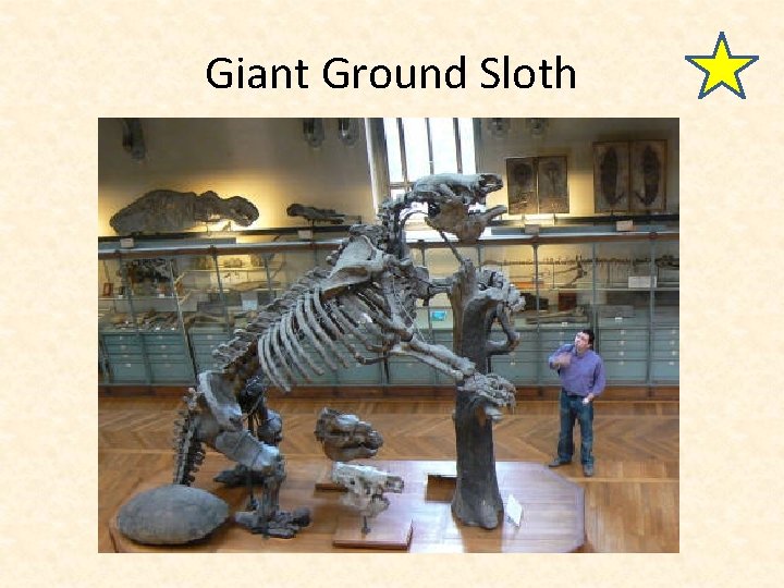 Giant Ground Sloth 