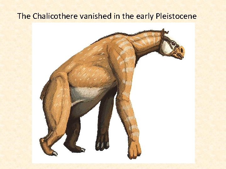 The Chalicothere vanished in the early Pleistocene 
