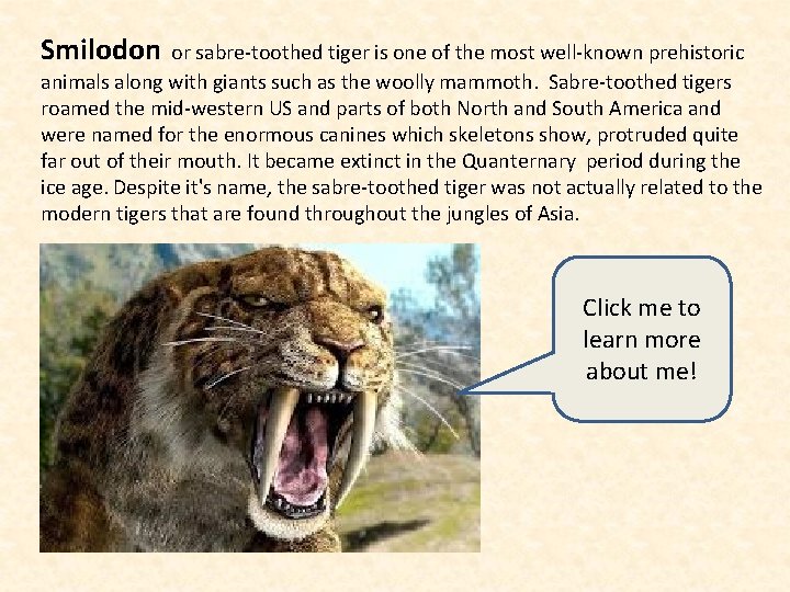 Smilodon or sabre-toothed tiger is one of the most well-known prehistoric animals along with