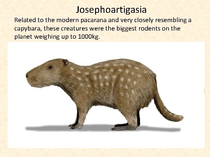  Josephoartigasia Related to the modern pacarana and very closely resembling a capybara, these
