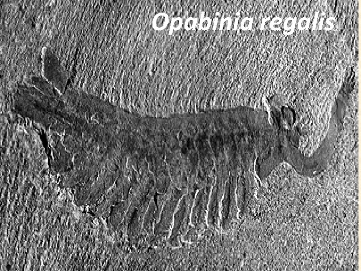 Opabinia regalis 
