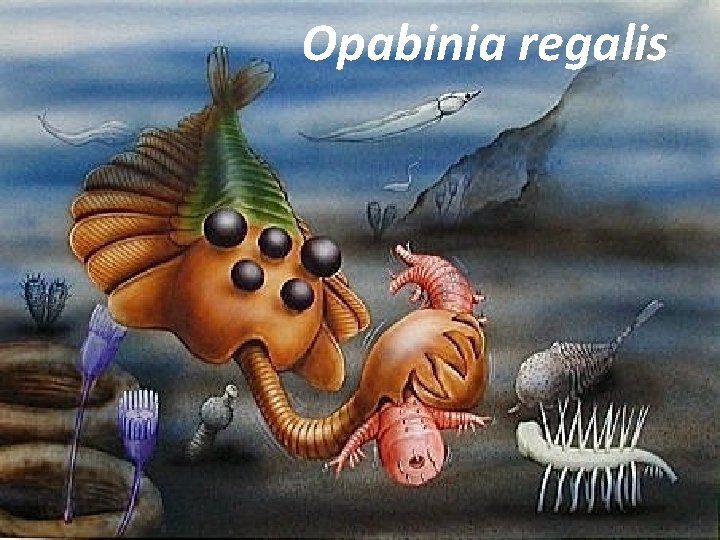Opabinia regalis 