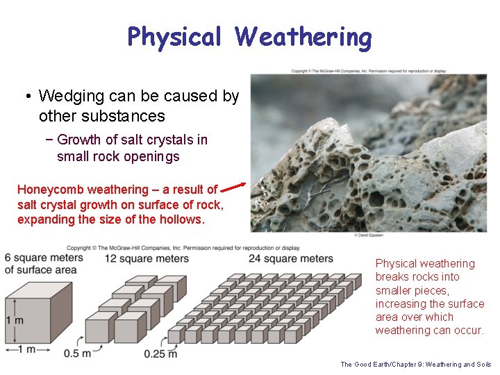 Physical Weathering • Wedging can be caused by other substances − Growth of salt