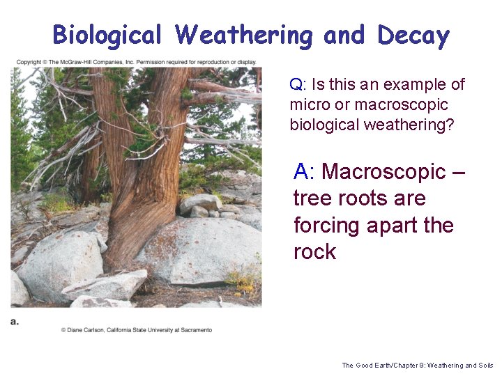 Biological Weathering and Decay Q: Is this an example of micro or macroscopic biological