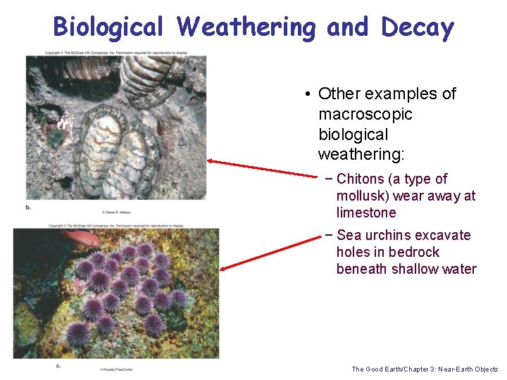 Biological Weathering and Decay • Other examples of macroscopic biological weathering: − Chitons (a