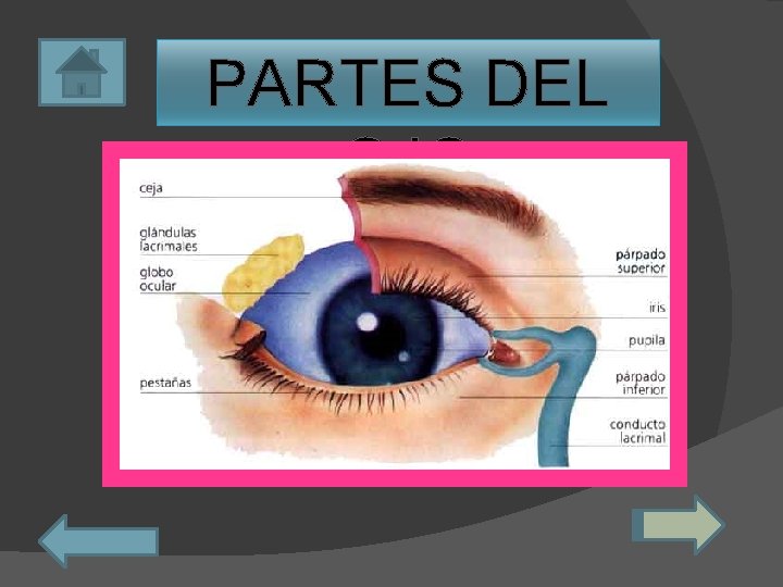 PARTES DEL OJO 