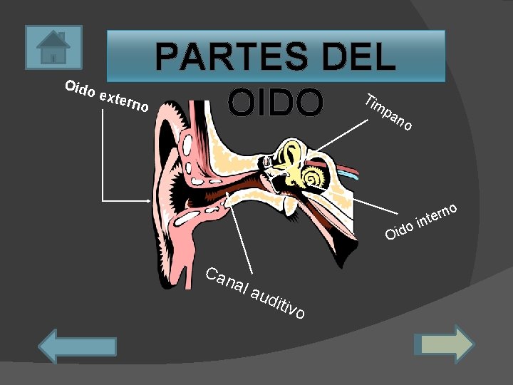 Oído e xtern o PARTES DEL OIDO Tim pa no o o Oid Ca