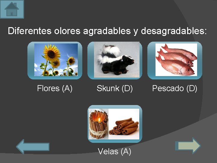 Diferentes olores agradables y desagradables: Flores (A) Skunk (D) Velas (A) Pescado (D) 