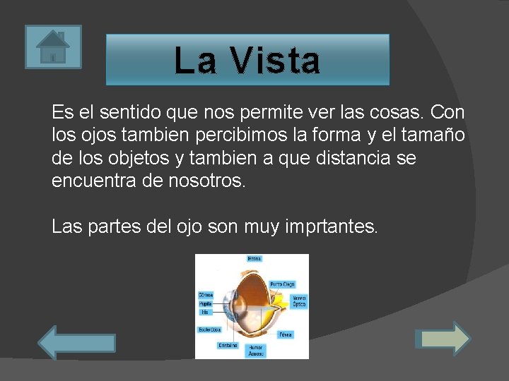 La Vista Es el sentido que nos permite ver las cosas. Con los ojos