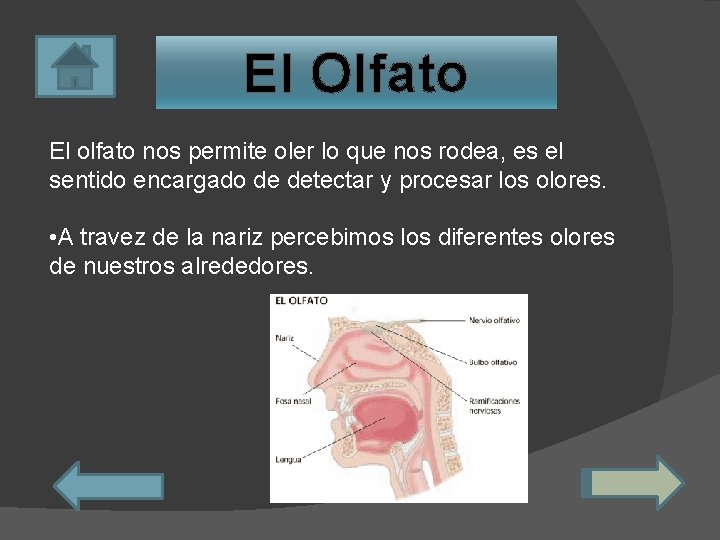 El Olfato El olfato nos permite oler lo que nos rodea, es el sentido