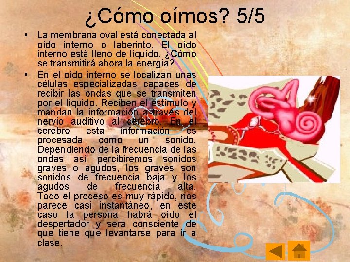 ¿Cómo oímos? 5/5 • La membrana oval está conectada al oído interno o laberinto.