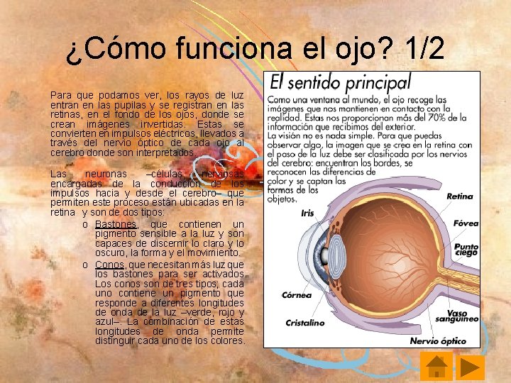 ¿Cómo funciona el ojo? 1/2 Para que podamos ver, los rayos de luz entran