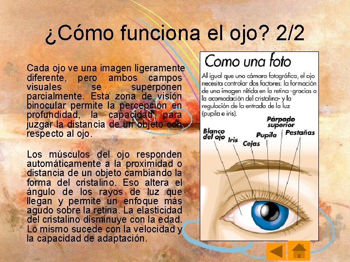 ¿Cómo funciona el ojo? 2/2 Cada ojo ve una imagen ligeramente diferente, pero ambos