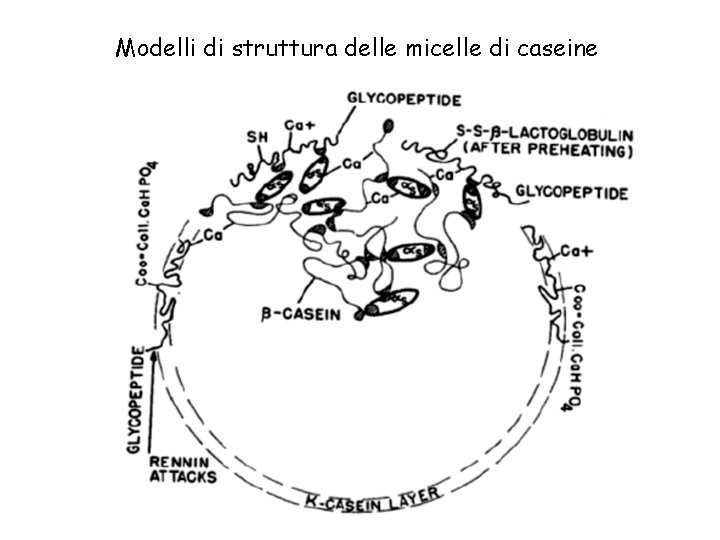 Modelli di struttura delle micelle di caseine 
