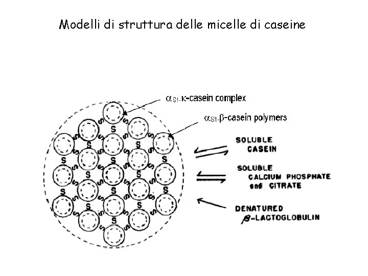 Modelli di struttura delle micelle di caseine 