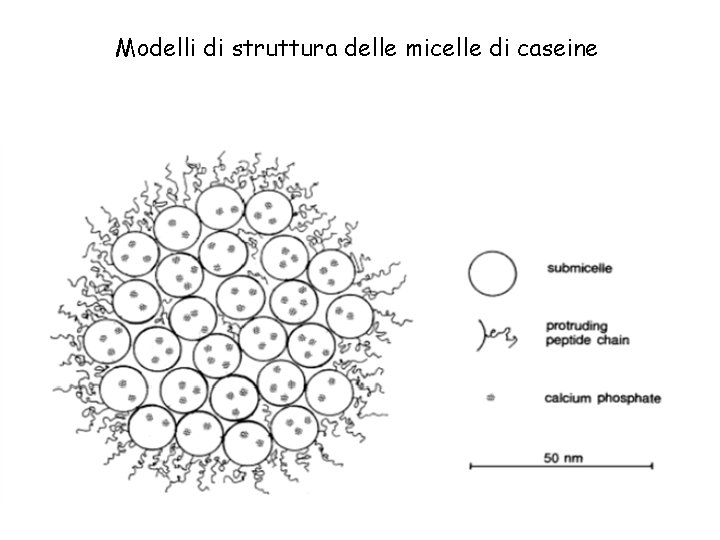 Modelli di struttura delle micelle di caseine 