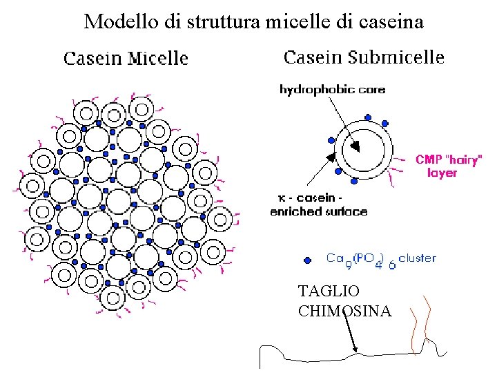 Modello di struttura micelle di caseina TAGLIO CHIMOSINA 