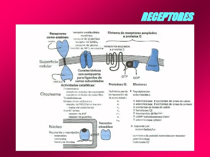 RECEPTORES 