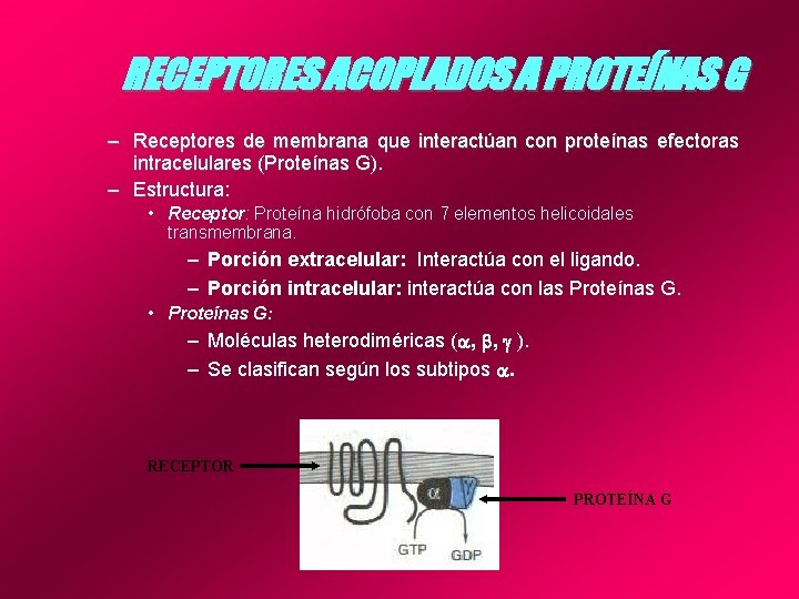 RECEPTORES ACOPLADOS A PROTEÍNAS G – Receptores de membrana que interactúan con proteínas efectoras