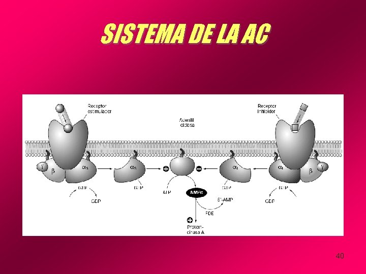 SISTEMA DE LA AC 40 