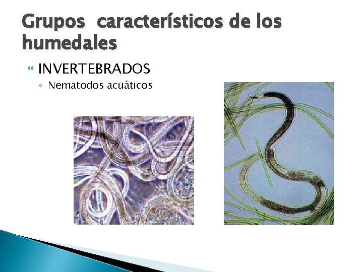 Grupos característicos de los humedales INVERTEBRADOS ◦ Nematodos acuáticos 