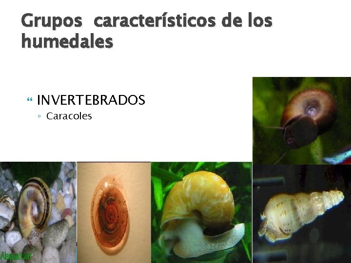 Grupos característicos de los humedales INVERTEBRADOS ◦ Caracoles 