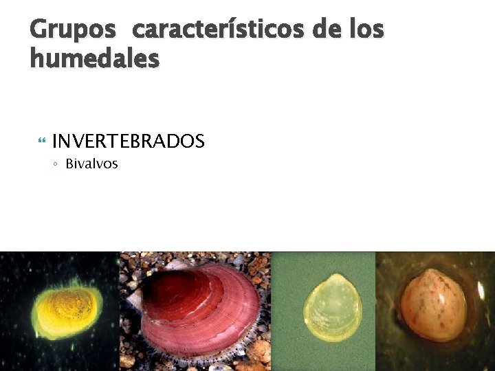 Grupos característicos de los humedales INVERTEBRADOS ◦ Bivalvos 