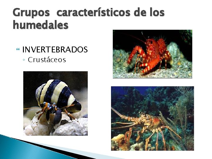 Grupos característicos de los humedales INVERTEBRADOS ◦ Crustáceos 