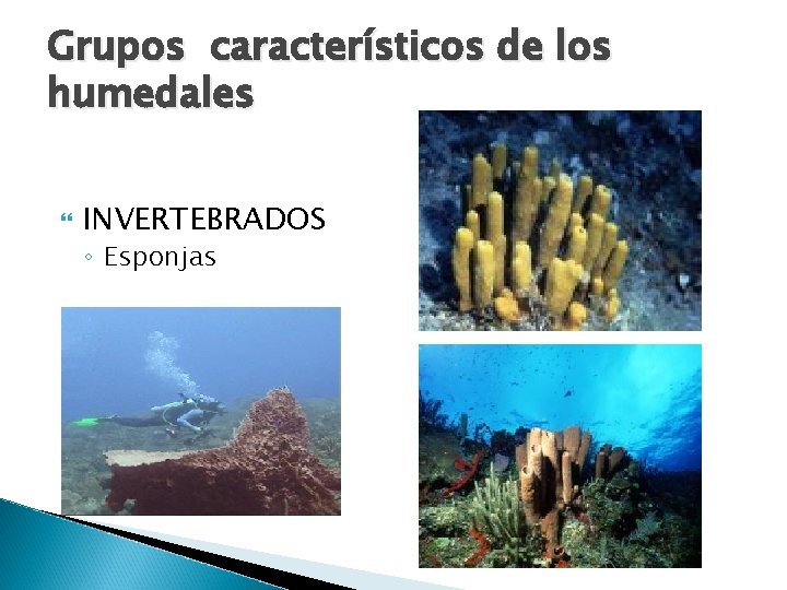 Grupos característicos de los humedales INVERTEBRADOS ◦ Esponjas 