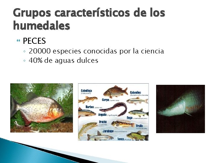 Grupos característicos de los humedales PECES ◦ 20000 especies conocidas por la ciencia ◦