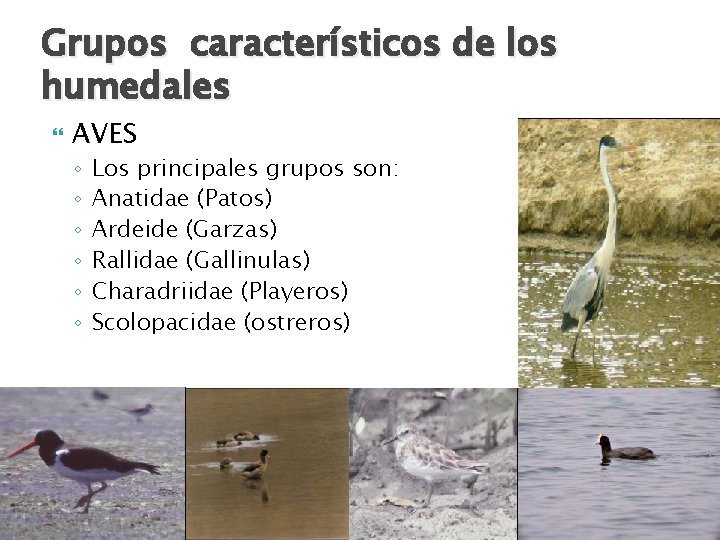 Grupos característicos de los humedales AVES ◦ ◦ ◦ Los principales grupos son: Anatidae