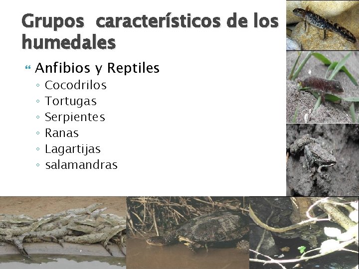 Grupos característicos de los humedales Anfibios y Reptiles ◦ ◦ ◦ Cocodrilos Tortugas Serpientes