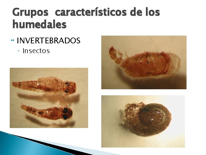 Grupos característicos de los humedales INVERTEBRADOS ◦ Insectos 