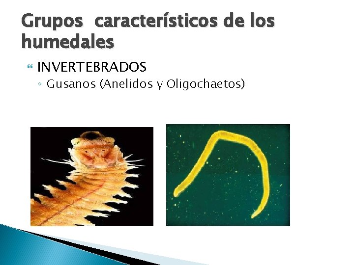 Grupos característicos de los humedales INVERTEBRADOS ◦ Gusanos (Anelidos y Oligochaetos) 