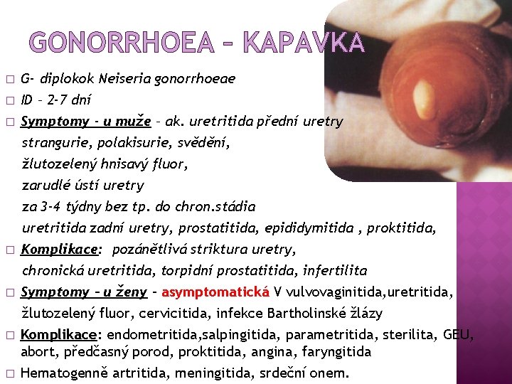 GONORRHOEA – KAPAVKA � � � � G- diplokok Neiseria gonorrhoeae ID – 2