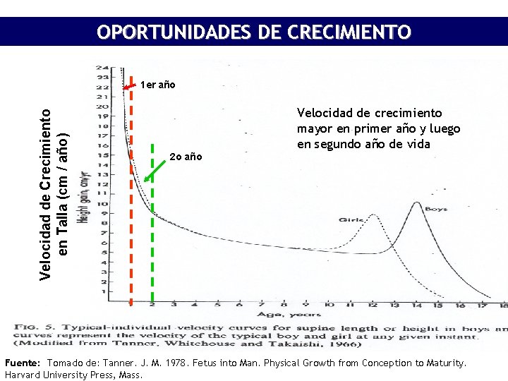 OPORTUNIDADES DE CRECIMIENTO Velocidad de Crecimiento en Talla (cm / año) 1 er año