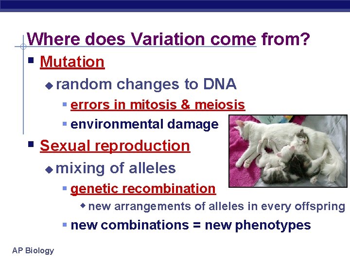 Where does Variation come from? § Mutation u random changes to DNA § errors