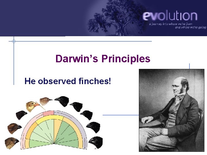 Darwin’s Principles He observed finches! AP Biology 2010 -2011 