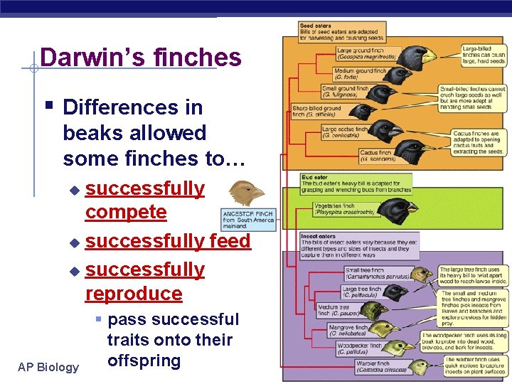 Darwin’s finches § Differences in beaks allowed some finches to… successfully compete u successfully