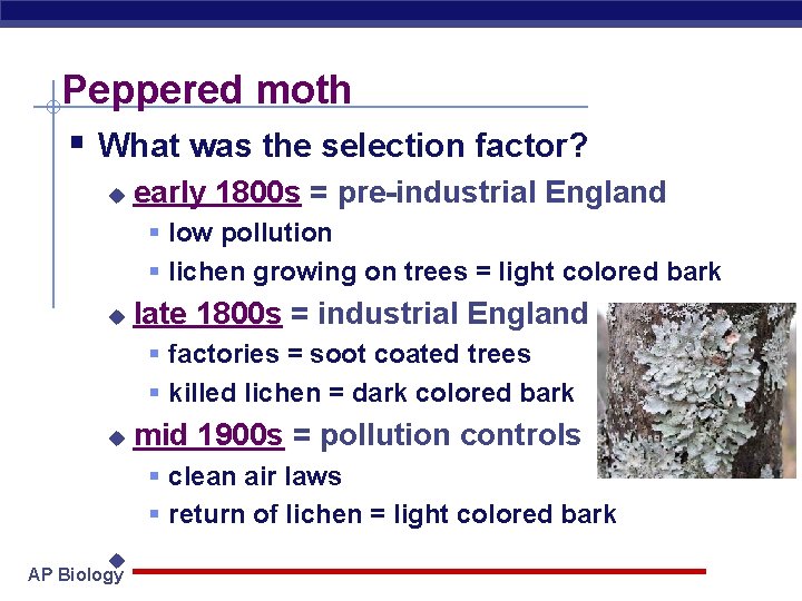 Peppered moth § What was the selection factor? u early 1800 s = pre-industrial