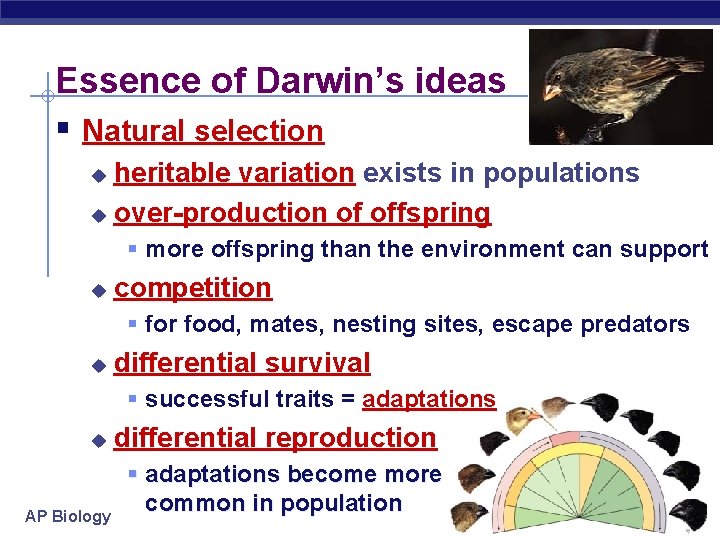 Essence of Darwin’s ideas § Natural selection heritable variation exists in populations u over-production