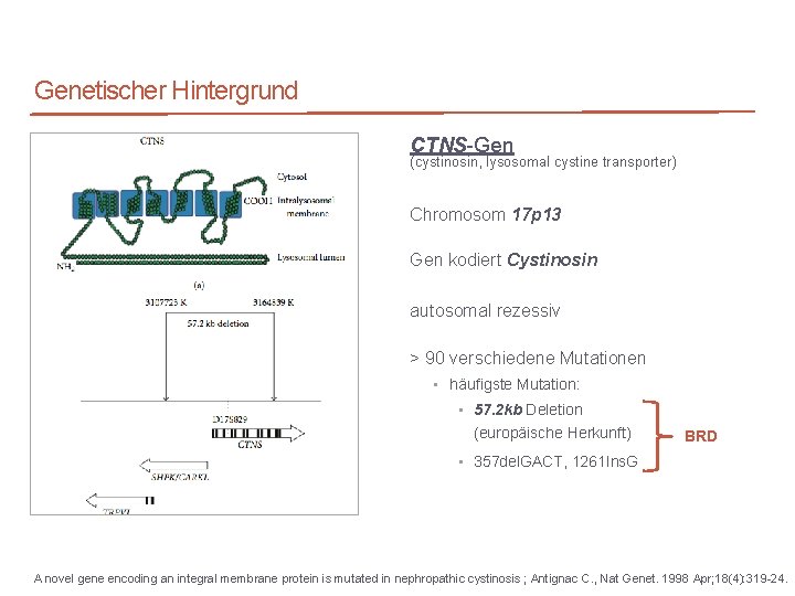 München 21. 03. 2018 Genetischer Hintergrund CTNS-Gen (cystinosin, lysosomal cystine transporter) Chromosom 17 p