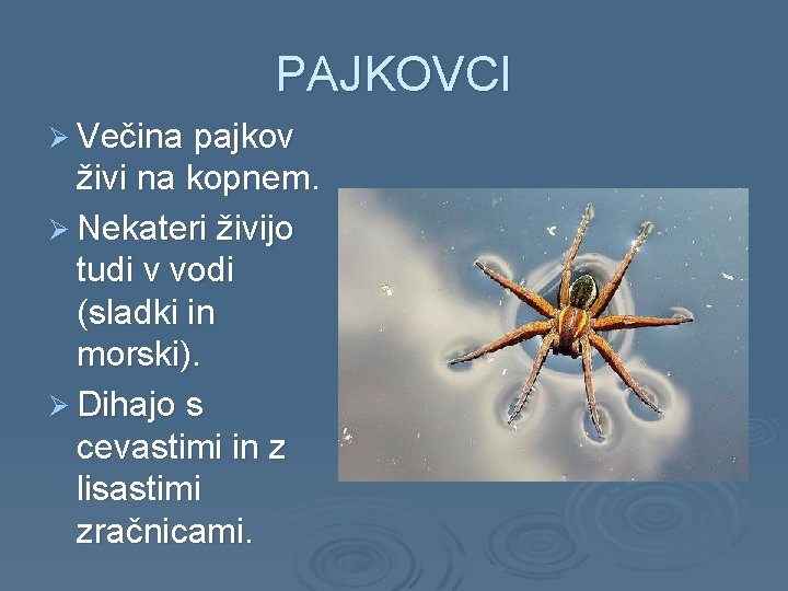 PAJKOVCI Ø Večina pajkov živi na kopnem. Ø Nekateri živijo tudi v vodi (sladki