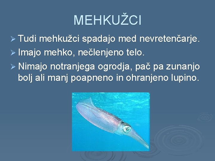 MEHKUŽCI Ø Tudi mehkužci spadajo med nevretenčarje. Ø Imajo mehko, nečlenjeno telo. Ø Nimajo