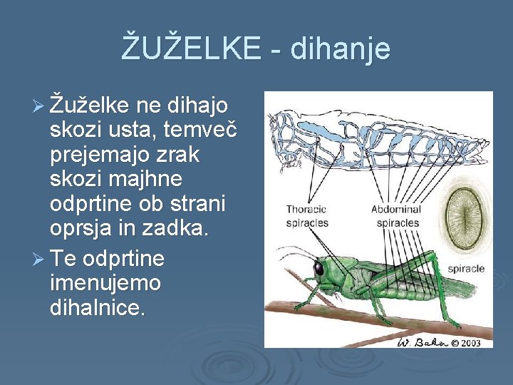 ŽUŽELKE - dihanje Ø Žuželke ne dihajo skozi usta, temveč prejemajo zrak skozi majhne