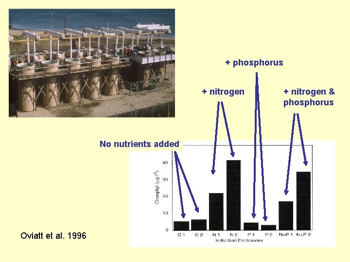 + phosphorus + nitrogen No nutrients added Oviatt et al. 1996 + nitrogen &