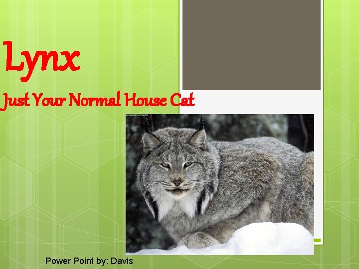 Lynx Just Your Normal House Cat Power Point by: Davis 