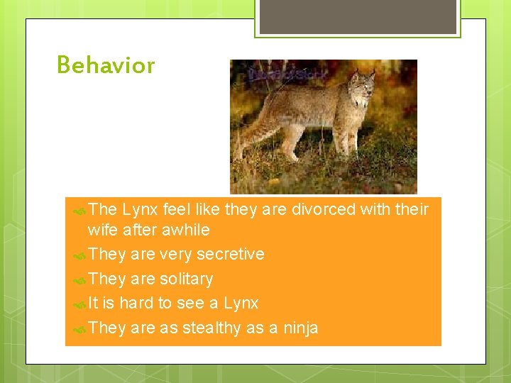 Behavior The Lynx feel like they are divorced with their wife after awhile They