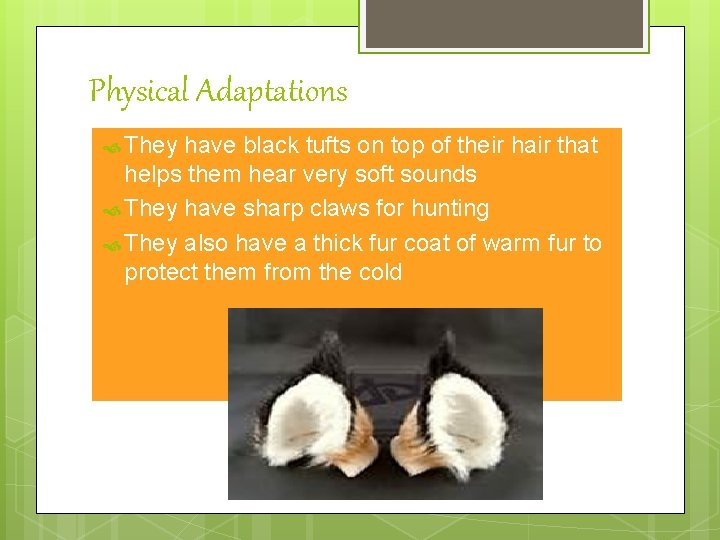 Physical Adaptations They have black tufts on top of their hair that helps them